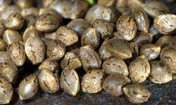 Semillas Automaticas 5 Zkittlez (ex cactus)